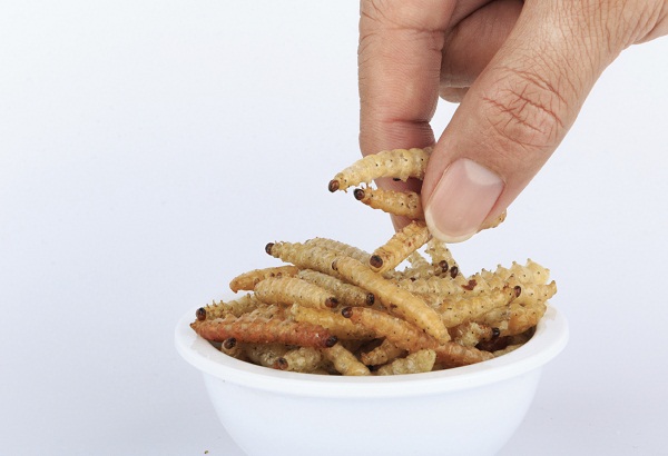 Bug Snacks, the latest protein packed food trend?