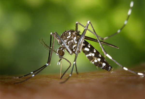 Critical Details About Your Blood and Sweat—Avoiding Zika