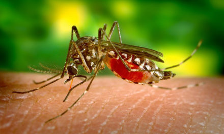 Zika Virus Linked to Paralysis