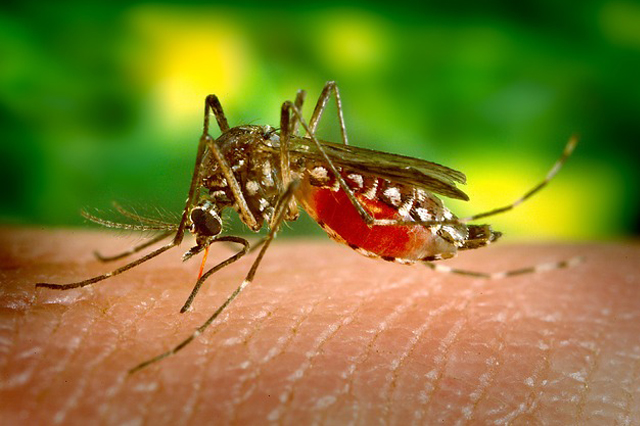 Zika Virus Linked to Paralysis