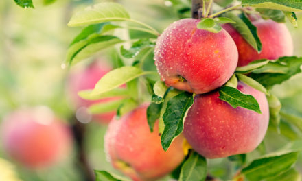 Is Your Fresh Apple Really Fresh?