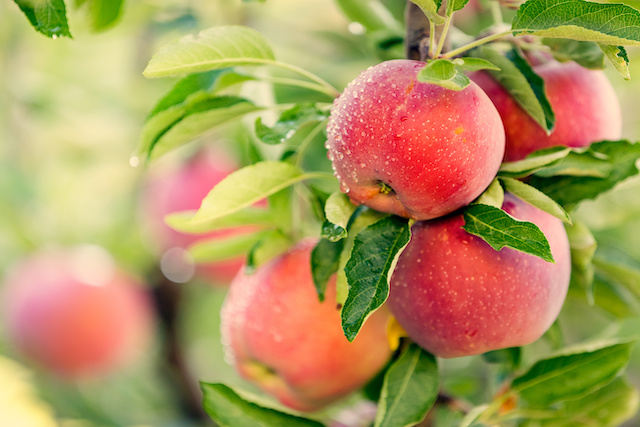 Is Your Fresh Apple Really Fresh?